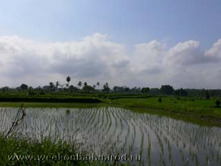 Бали.Рисовое поле.[jpeg.320x240x9.25KB]