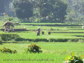 Бали.Труженик на рисовом поле.[jpeg.240x320x16.8KB]