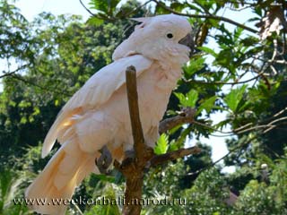 Бали.Зоопарк.Попугай белый.[jpeg.320x240x17.6Kb]