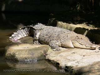 Бали.Зоопарк.Раз крокодил...[jpeg.320x240x12.4Kb]