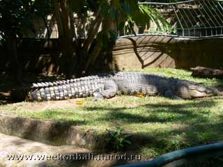 Бали.Зоопарк.Два крокодил...[jpeg.320x240x15.9Kb]