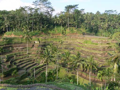 Бали.Каскадные рисовые террасы.[jpeg.512x384x36.9KB]