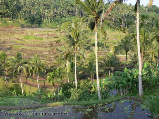 Бали.Каскадные рисовые террасы.Вид правее.[jpeg.512x384x36.9KB]
