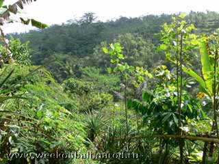 Бали.Кофейная плантация.Просто джунгли.[jpeg.320x240x16.6KB]