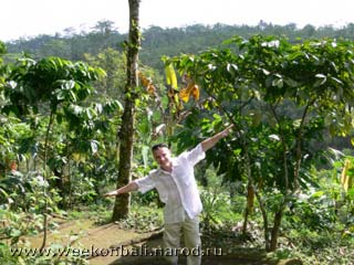 Бали.Кофейная плантация.Прилетел :).[jpeg.320x240x22.2KB]