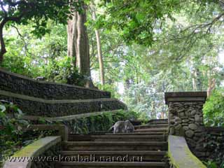 Бали.monkey forest.лес обезьян.На лестницу обезьяны нас не пустили.[jpeg.320x240x16.3KB]