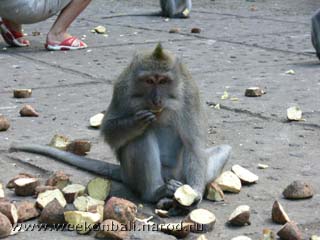 Бали.monkey forest.лес обезьян.Обезьяна ест овощ.[jpeg.320x240x14.9KB]